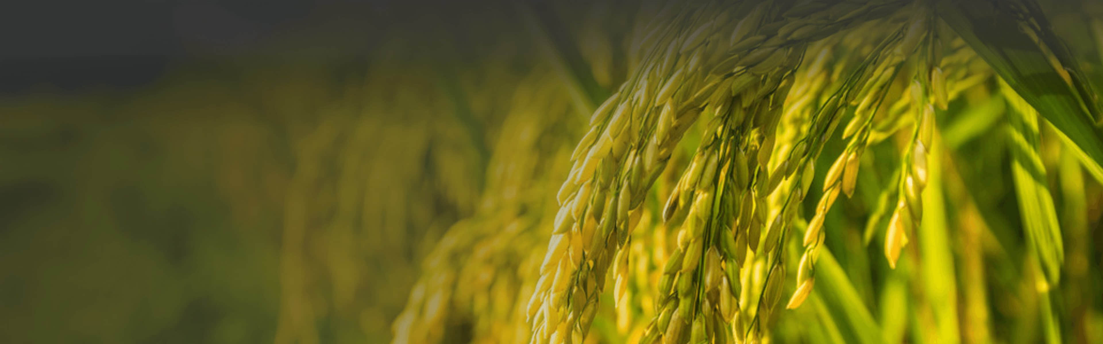 betway88·(中国区)官方网站