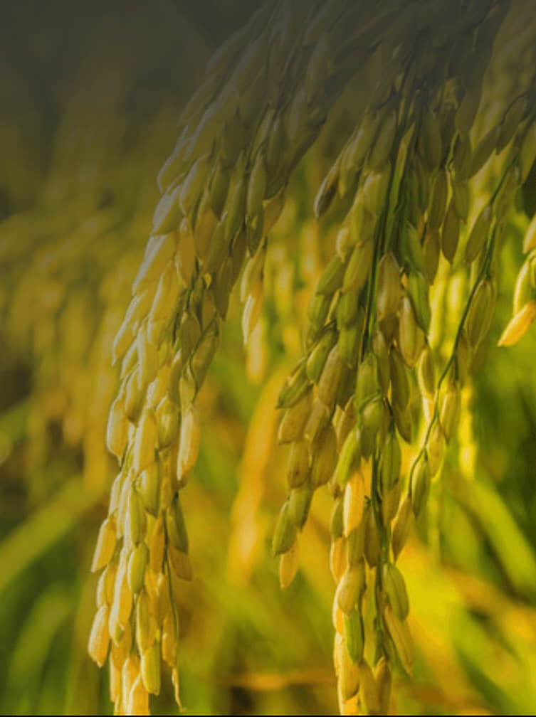 betway88·(中国区)官方网站